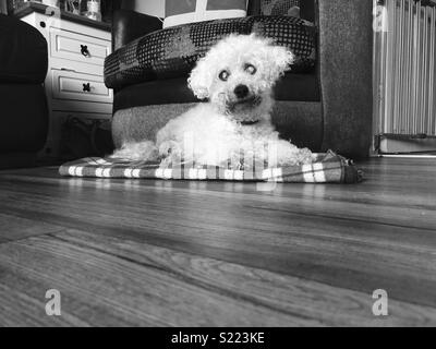 12 year old blind Bichion Frise, Jona. Stock Photo