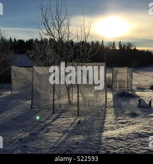 Winter sun and fruit trees protected with nets against deer. Stock Photo