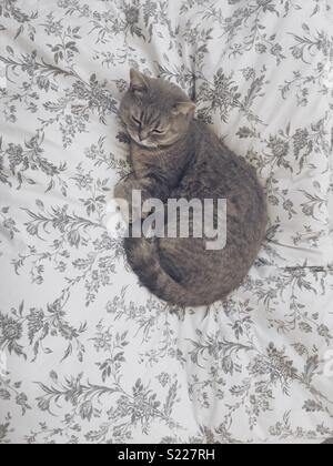 British shorthair silver tabby cat on grey and white floral bedding Stock Photo