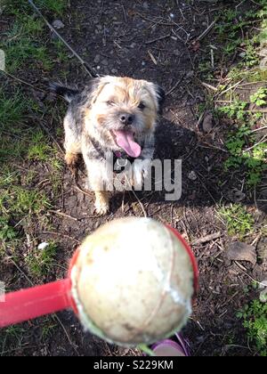 Happy dog playing their favourite game Stock Photo