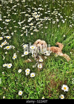 Cockapoo dog in a field of daisies. Stock Photo