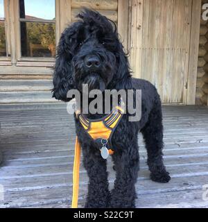 Black cockapoo Stock Photo