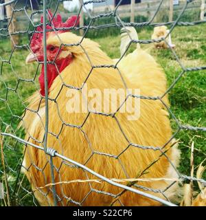 Funky chicken Stock Photo