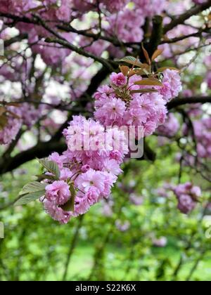 A beautiful cherry blossom tree that has just burst into life Stock Photo