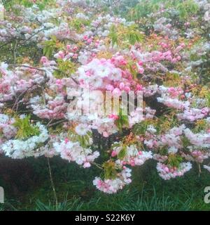 Pink cherry trees flowers, Medstead, Alton, Hampshire, England, United Kingdom. Stock Photo