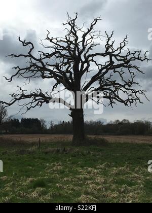 A spooky lonely tree on a stormy day Stock Photo