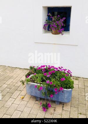 Flowers in a pot and in the window in Santa Gertrudis de fruitera on Ibiza in Spain Stock Photo