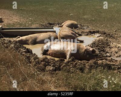 As happy as a pig in mud! Stock Photo