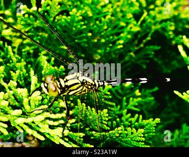 Malaysian Dragonfly Stock Photo