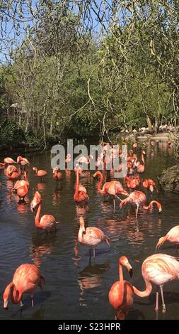 Flock of flamingos Stock Photo
