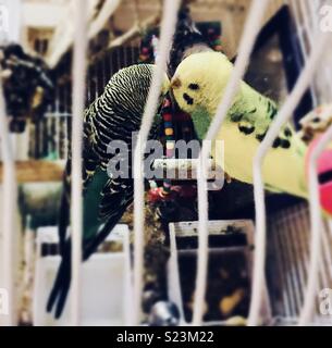 Two Budgies kissing... Stock Photo