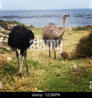 Ostriches on the beach in Cape Town Stock Photo