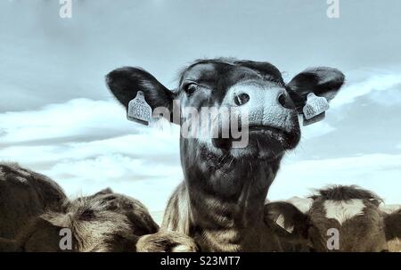 Head above the rest! Stock Photo