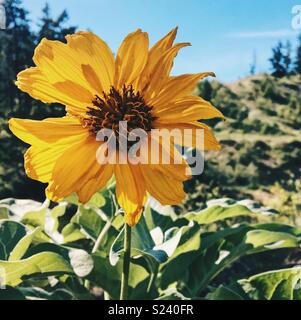 Close up of a yellow Arrowleaf Balsamroot wild flower. Square crop. Stock Photo