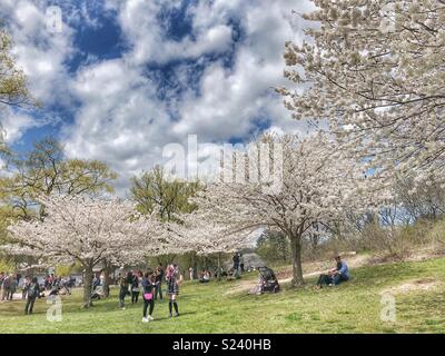 People enjoying the cherry blossoms in High Park, Toronto. Stock Photo