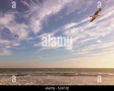 Two seagulls flying above the ocean in the early evening light by a beach. Space for copy. Stock Photo
