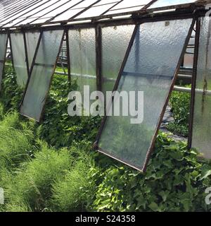 Semi open windows in an vintage glasshouse from outside Stock Photo