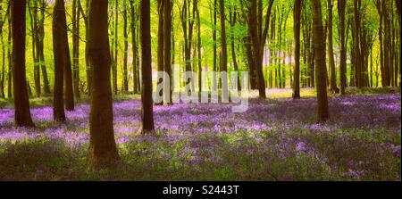 Dappled light in a woodland of Bluebell flowers (Hyacinthode Non Scripta). A feel good landscape picture with many potential uses. Photo Credit - © COLIN HOSKINS. Stock Photo