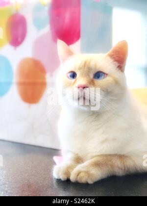 A dreamy image of a white flamepoint Siamese cat with blue eyes sitting in front of a gift bag that has colorful balloons on it. Stock Photo