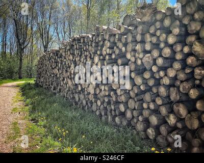 Wall of stacked logs in a forest Stock Photo
