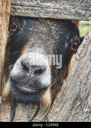 Goat peaking through wooden fence Stock Photo