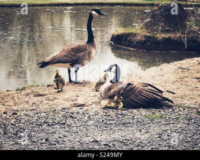 Family of Canada geese by water with three baby goslings