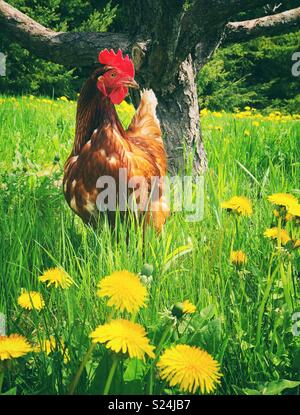 Rhode Island Red free range chicken in grass with bright yellow dandelions and apple tree trunk behind Stock Photo