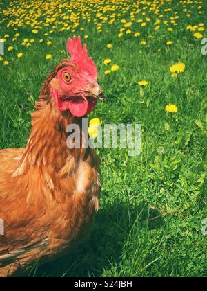 Portrait of a free range Rhode Island Red hen outside in grass with dandelions in background Stock Photo