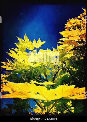 Beautiful green and yellow leaves against a deep blue sky. Stock Photo