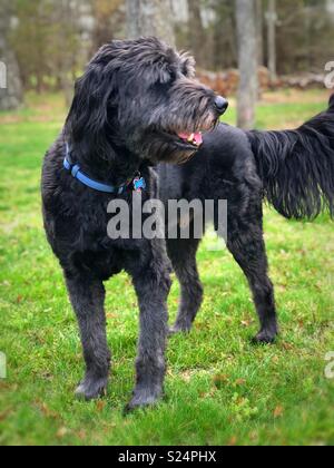 Black Australian Shepard Standard Poodle Mix “Aussie-doodle” adult male dog, standing, cute, medium thick shaggy hair, looking calm, in grassy field with trees. Stock Photo