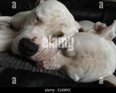 Sleepy time Stock Photo