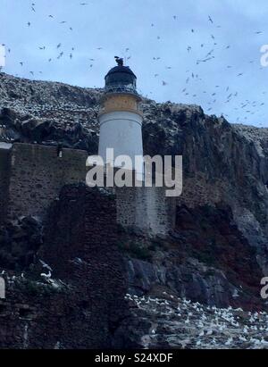 Seabirds flock round the Bass Rock lighthouse at the entrance to the Firth of Forth on the south east coast of Scotland.