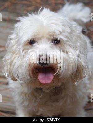 Bichon frise mixed store with cocker spaniel