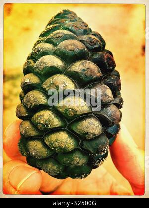Pine cone on yellow background. Stock Photo