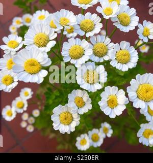 Feverfew flowers in bloom Stock Photo