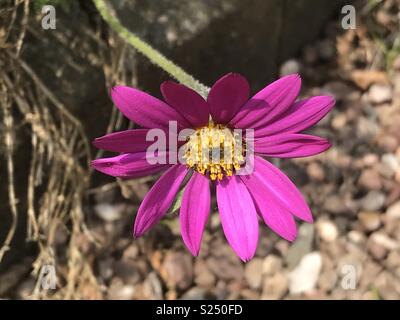 Osteospermum jucundum ‘Blackthorn Seedling’ Stock Photo