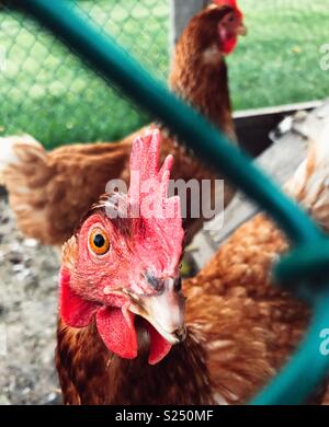 Portrait of Rhode Island Red hen seen through chicken coop wire fencing Stock Photo