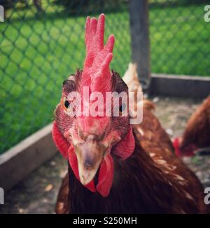 Angry looking Rhode Island Red chicken portrait Stock Photo