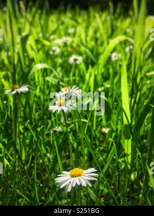 Daisies in the grass Stock Photo