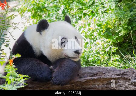 Panda bear Stock Photo