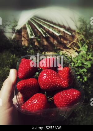 Fresh strawberries that are grown in farm Stock Photo - Alamy