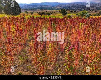 Quinoa, quinoa or quinoa, Chenopodium quinua. It is a seed, but it is  known and classified as an integral grain, grown mainly in the Andes  mountain Stock Photo - Alamy