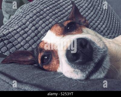 Close up of the face of a very sleepy Jack Russell Terrier dog. Stock Photo