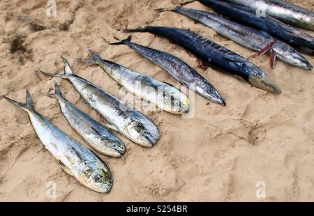 Freshly caught fish is located in the bright sand on a beach in the seychelles Stock Photo