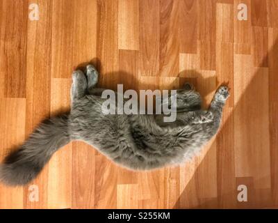 Sleeping pet Cat Stock Photo