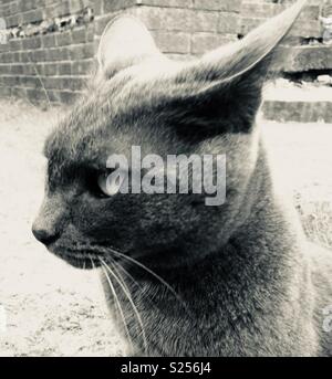 Grey Cat in garden. Black and white Stock Photo