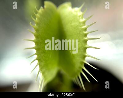 https://l450v.alamy.com/450v/s256xc/venus-fly-trap-s256xc.jpg