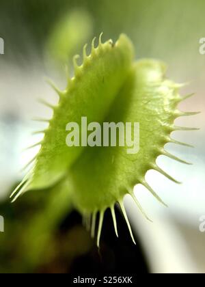 Venus fly trap Stock Photo