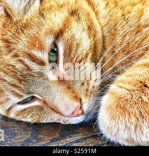 Orange tabby cat with green eyes trying to sleep Stock Photo