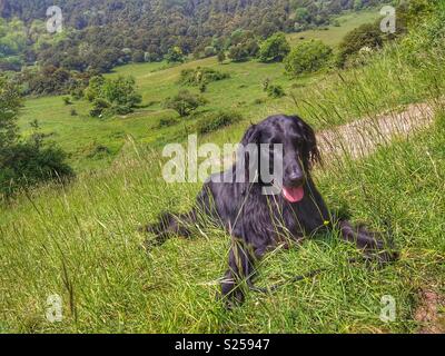 Rio, Flat-coated retriever in Kingley Vale National Nature Reserve, Hampshire, England Stock Photo